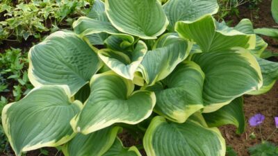 Hosta sieboldiana 'Wide Brim'