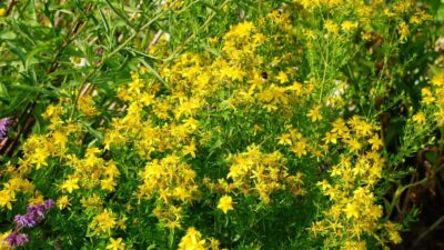 Hypericum perforatum