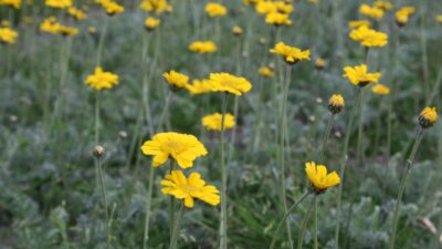 Anthemis marschalliana