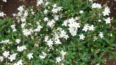 Potentilla tridentata 'Nuuk'