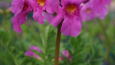 Incarvillea delavayi