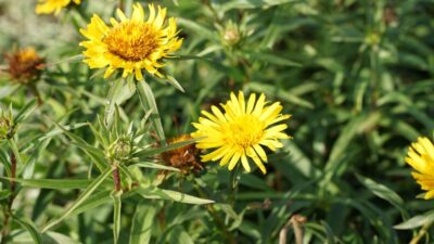 Inula ensifolia