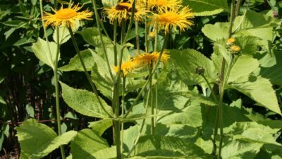 Inula magnifica