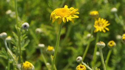 Anthemis tinctoria