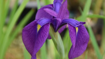 Iris ensata