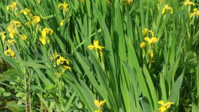 Iris pseudacorus