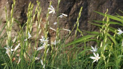 Anthericum liliago