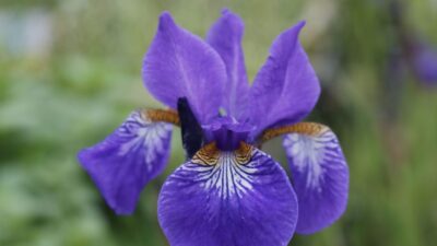 Iris sibirica 'Caesar'
