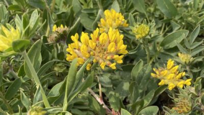 Anthyllis vulneraria