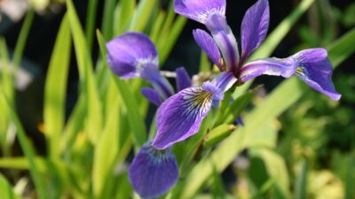 Iris versicolor