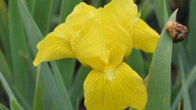 Iris x barbata-nana 'Brassie'