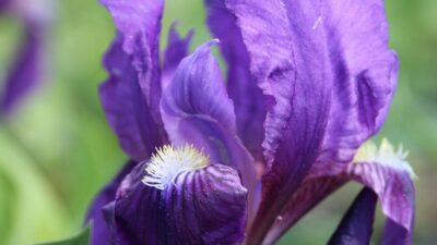 Iris x barbata-nana 'Cyanea'