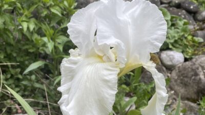 Iris x barbata-elatior 'Cliffs of Dover'