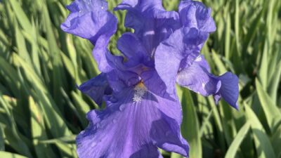Iris x barbata-elatior 'Jane Phillips'