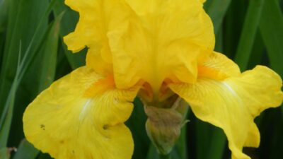 Iris x barbata-elatior 'Ola Kala'