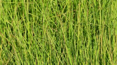 Juncus effusus