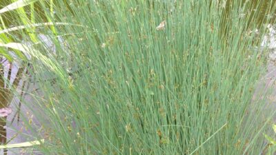 Juncus inflexus