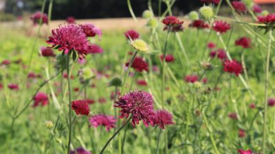 Knautia macedonica