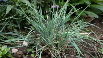 Koeleria glauca