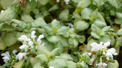 Lamium maculatum 'White Nancy'