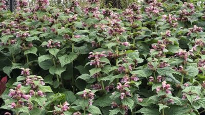 Lamium orvala