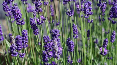 Lavandula angustifolia 'Hidcote Blue'