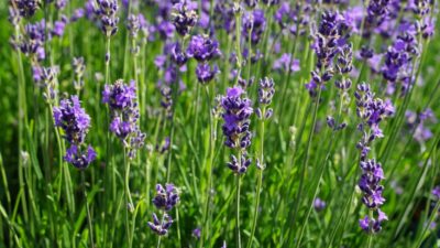 Lavandula angustifolia 'Munstead'