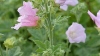 Lavatera thuringiaca