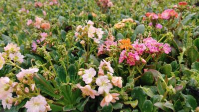 Lewisia cotyledon