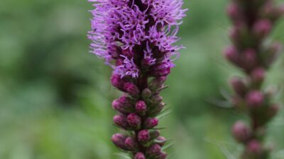 Liatris spicata 'Floristan Violett'