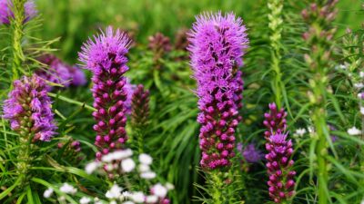 Liatris spicata 'Kobold'