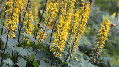 Ligularia przewalskii