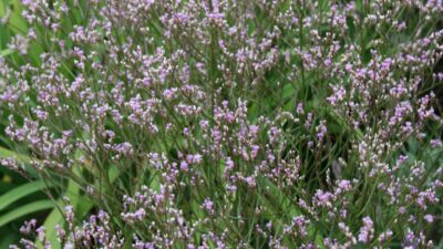 Limonium latifolium