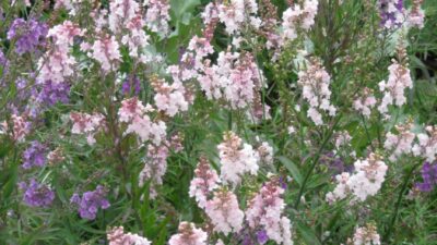 Linaria purpurea 'Canon J. Went'
