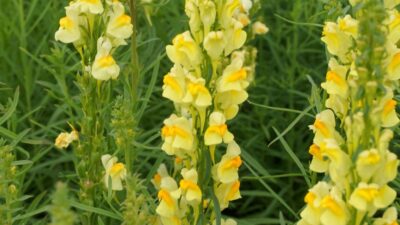 Linaria vulgaris