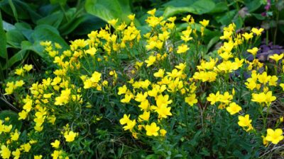 Linum flavum 'Compactum'