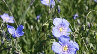 Linum perenne