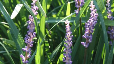 Liriope muscari 'Big Blue'