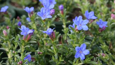 Glandora diffusa 'Heavenly Blue'