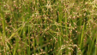 Luzula sylvatica