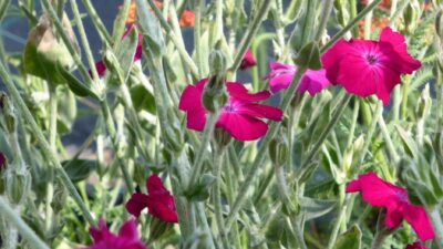 Lychnis coronaria