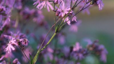 Lychnis flos-cuculi
