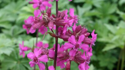 Lychnis viscaria 'Feuer'