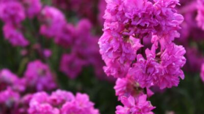 Lychnis viscaria 'Plena'