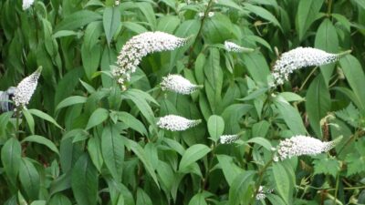 Lysimachia clethroides