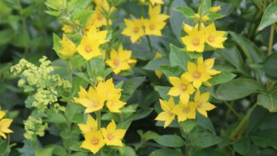 Lysimachia punctata
