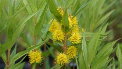 Lysimachia thyrsiflora