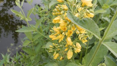 Lysimachia vulgaris