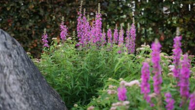 Lythrum salicaria