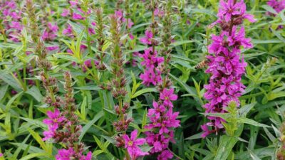Lythrum salicaria 'Zigeunerblut'